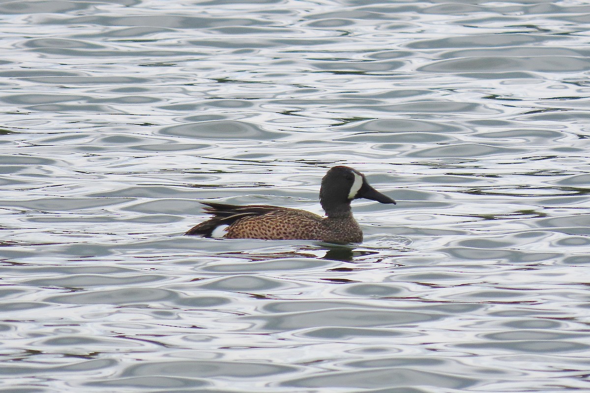 Blue-winged Teal - ML618552587