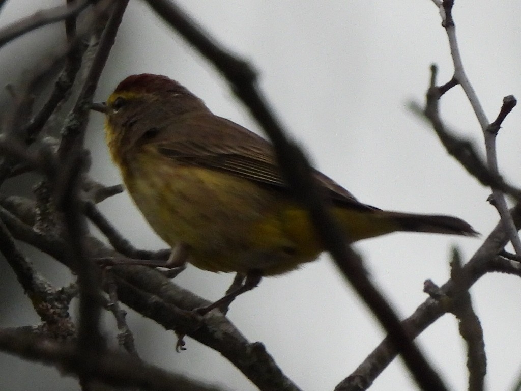 Palm Warbler (Western) - ML618552600