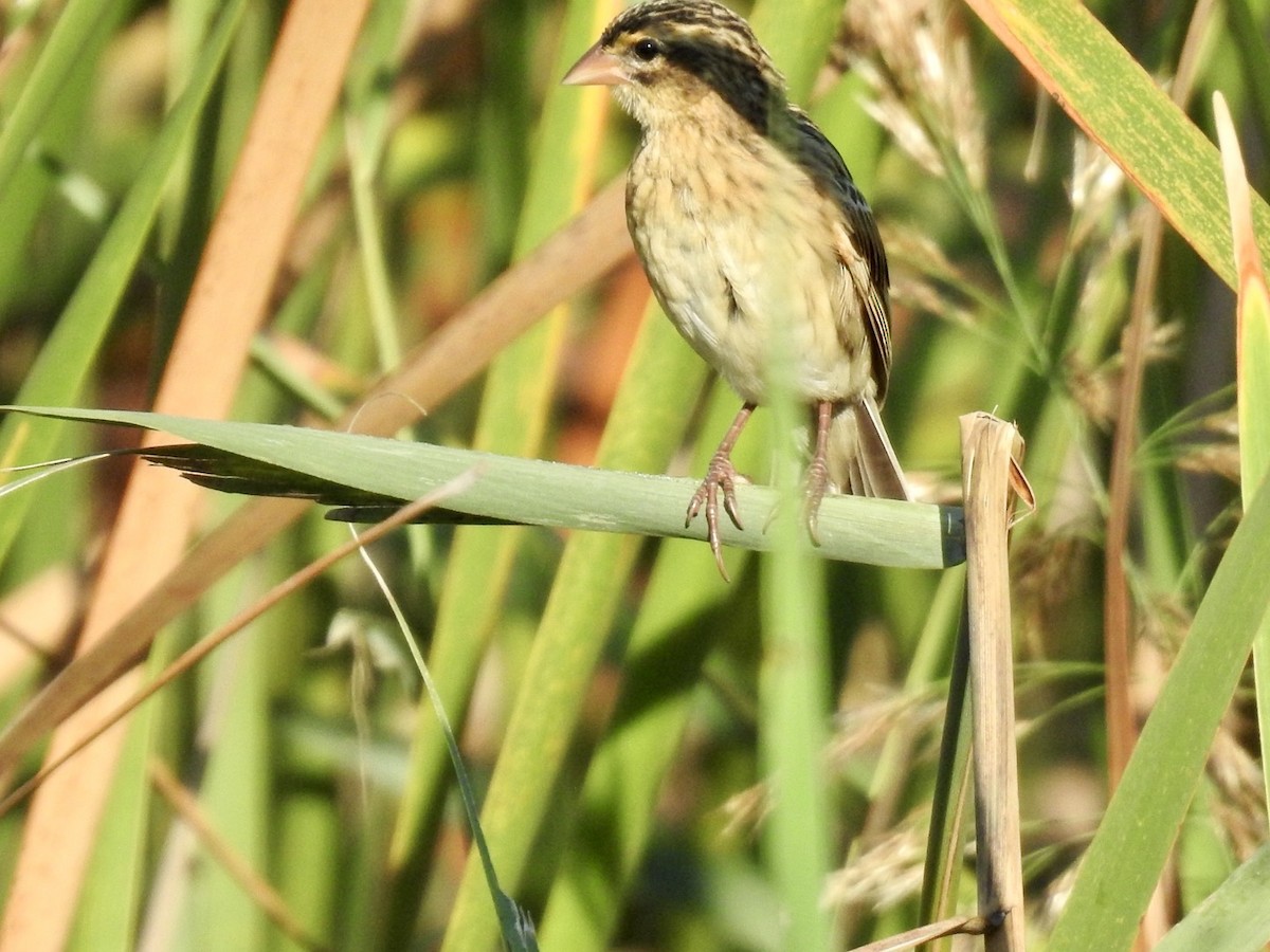 Fan-tailed Widowbird - ML618552618