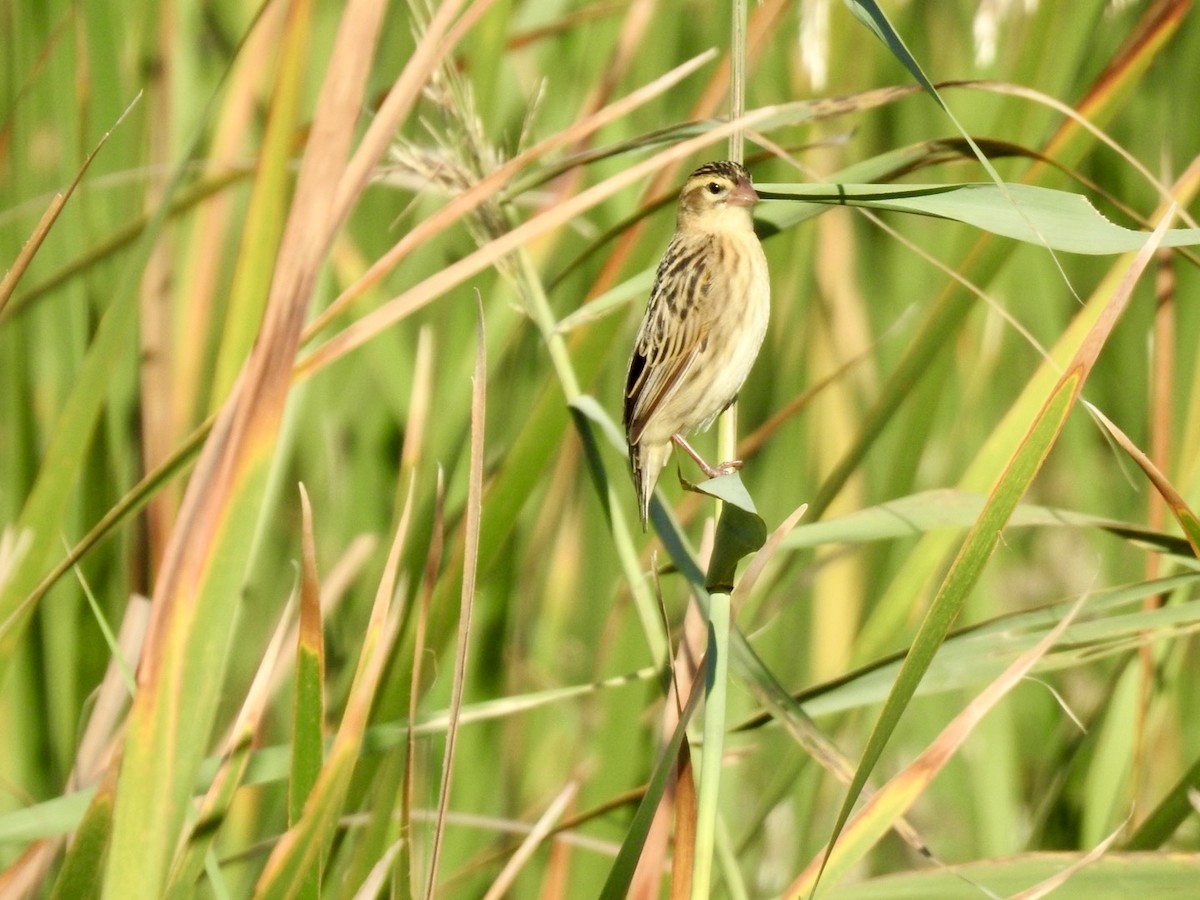 Fan-tailed Widowbird - ML618552619