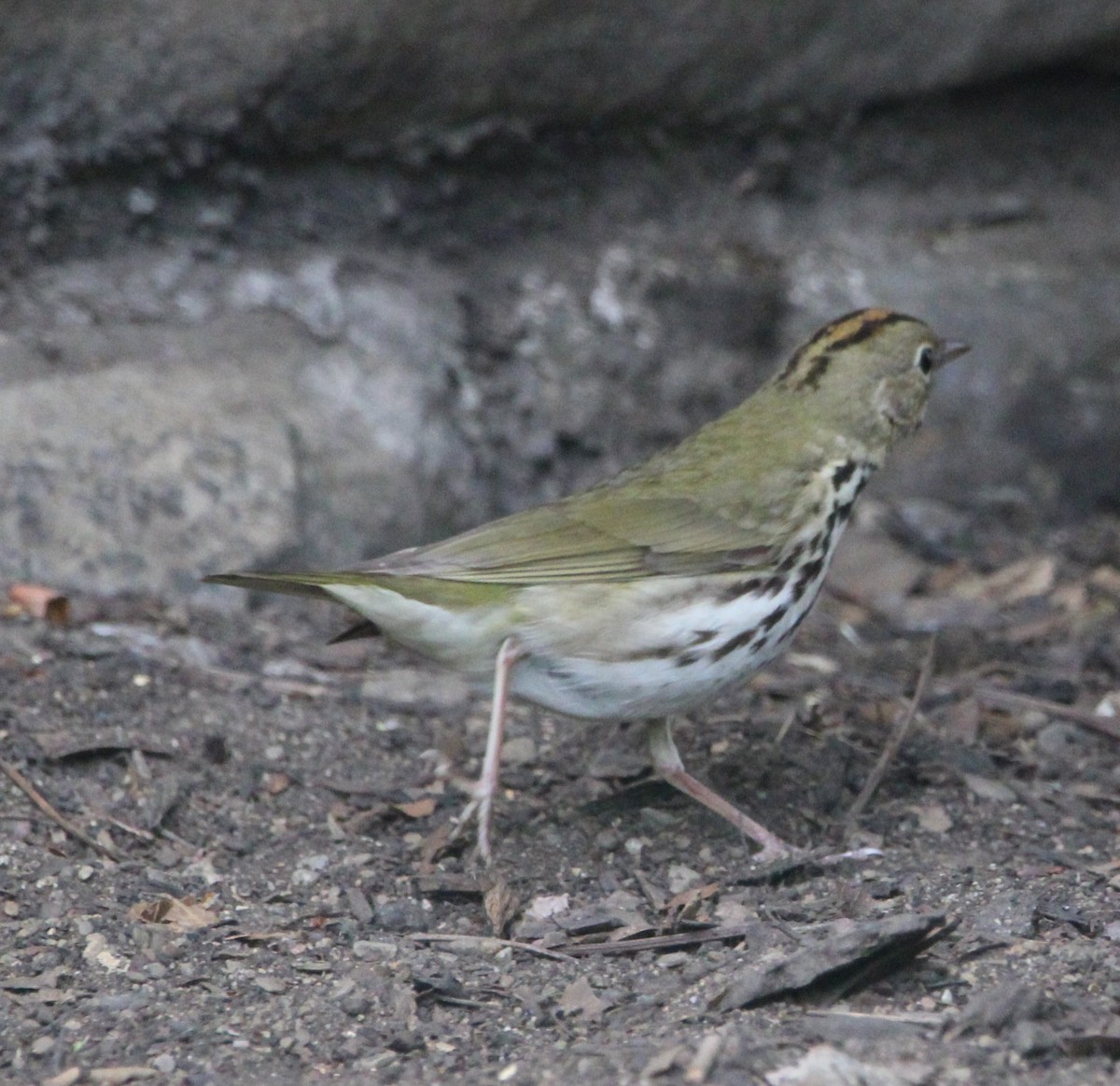 Ovenbird - ML618552633