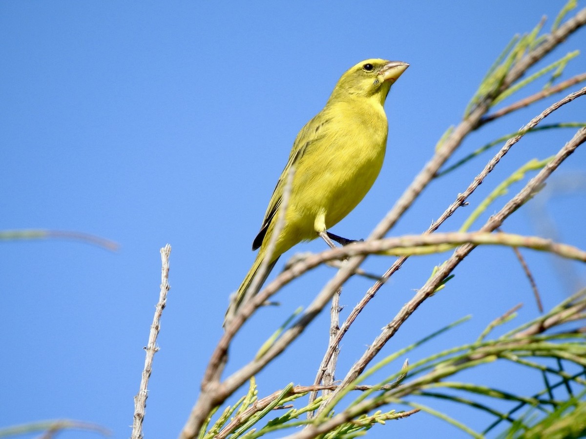 Brimstone Canary - ML618552643