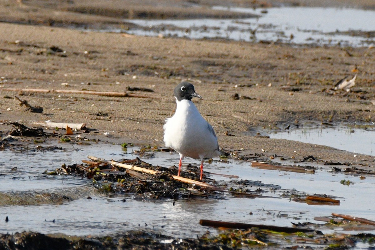 Bonaparte's Gull - ML618552646