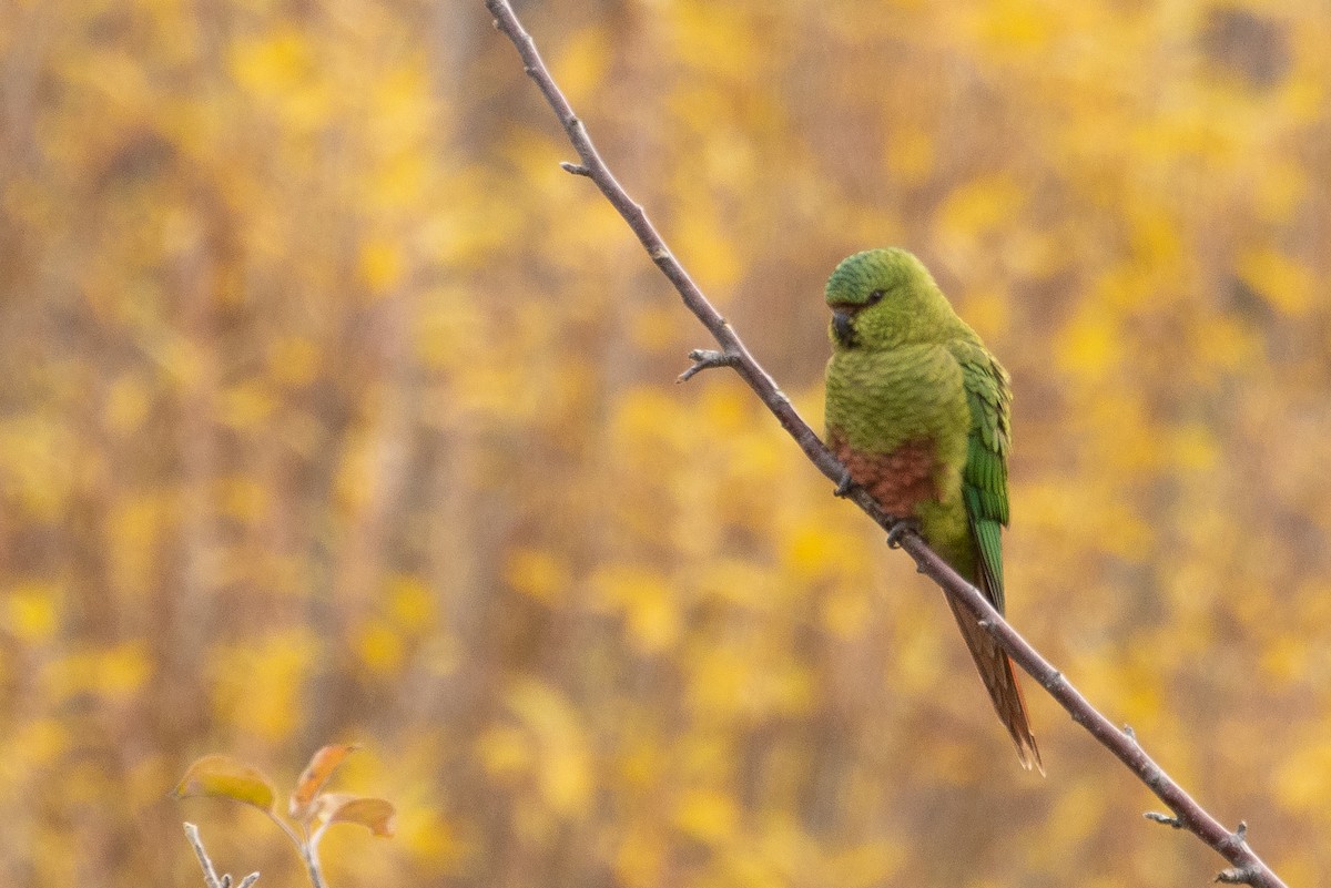 Austral Parakeet - ML618552648
