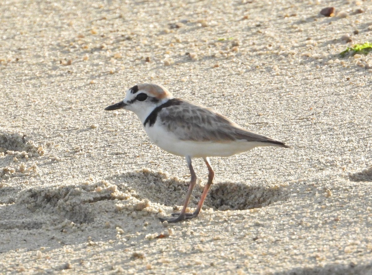 Malaysian Plover - G L