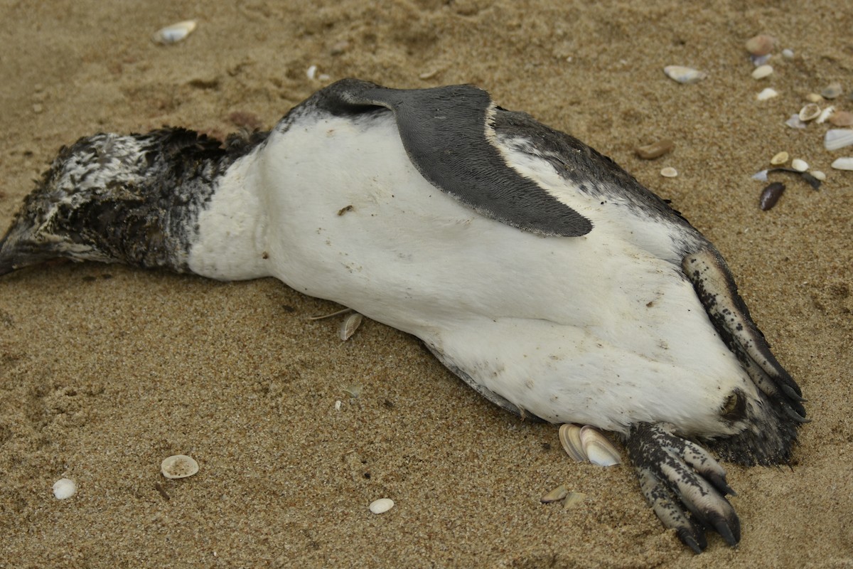 Magellanic Penguin - Walter  Pedroso