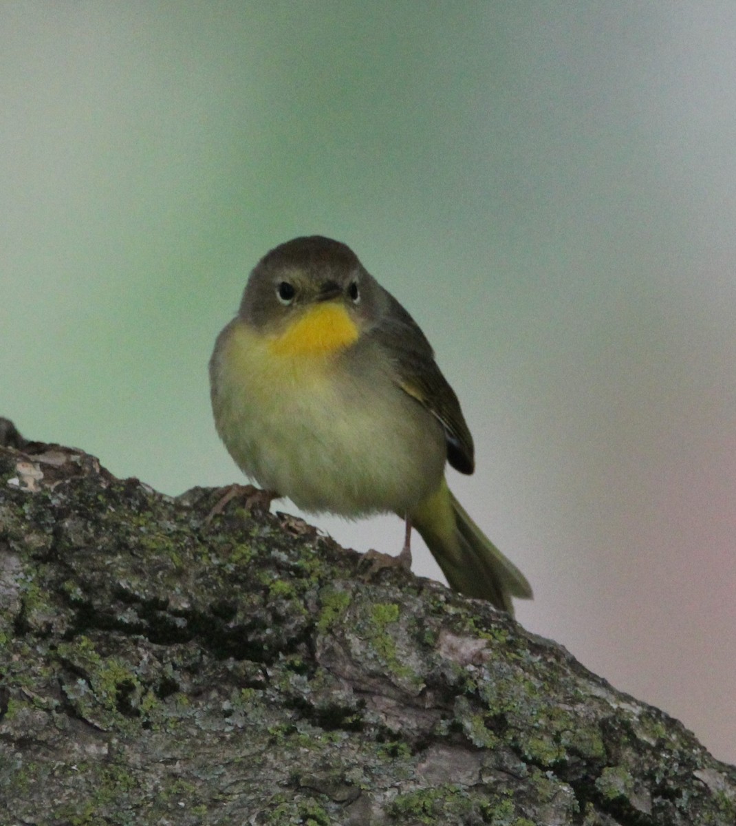 Common Yellowthroat - ML618552661