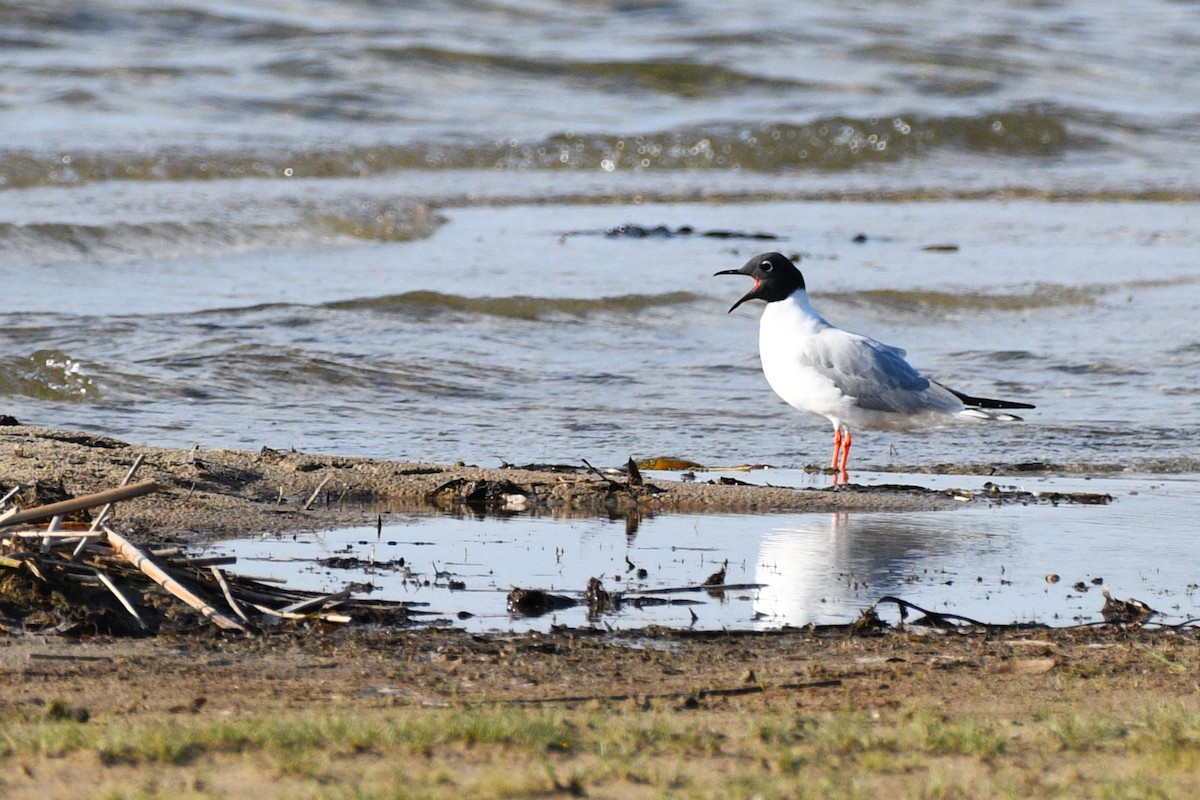 Bonaparte's Gull - ML618552663