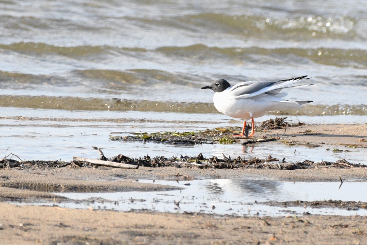 Bonaparte's Gull - ML618552665