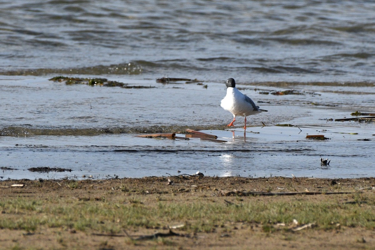 Bonaparte's Gull - ML618552666