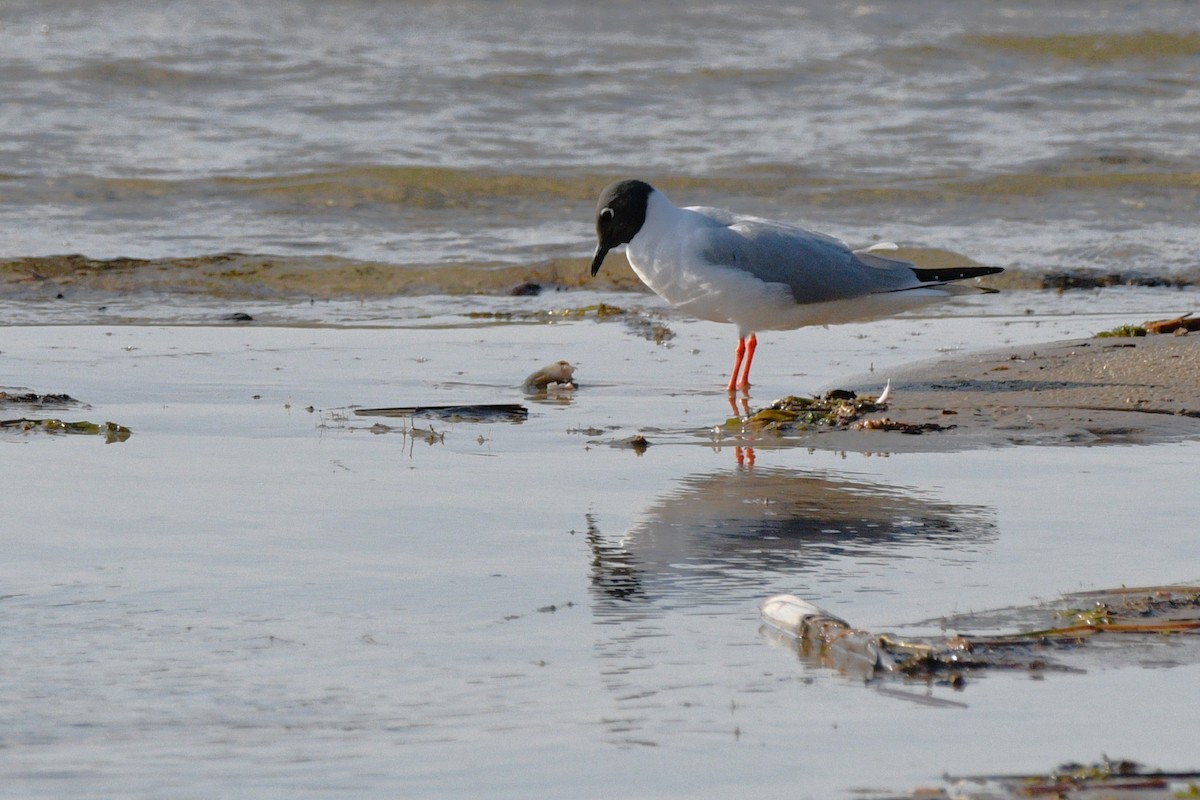 Bonaparte's Gull - ML618552667