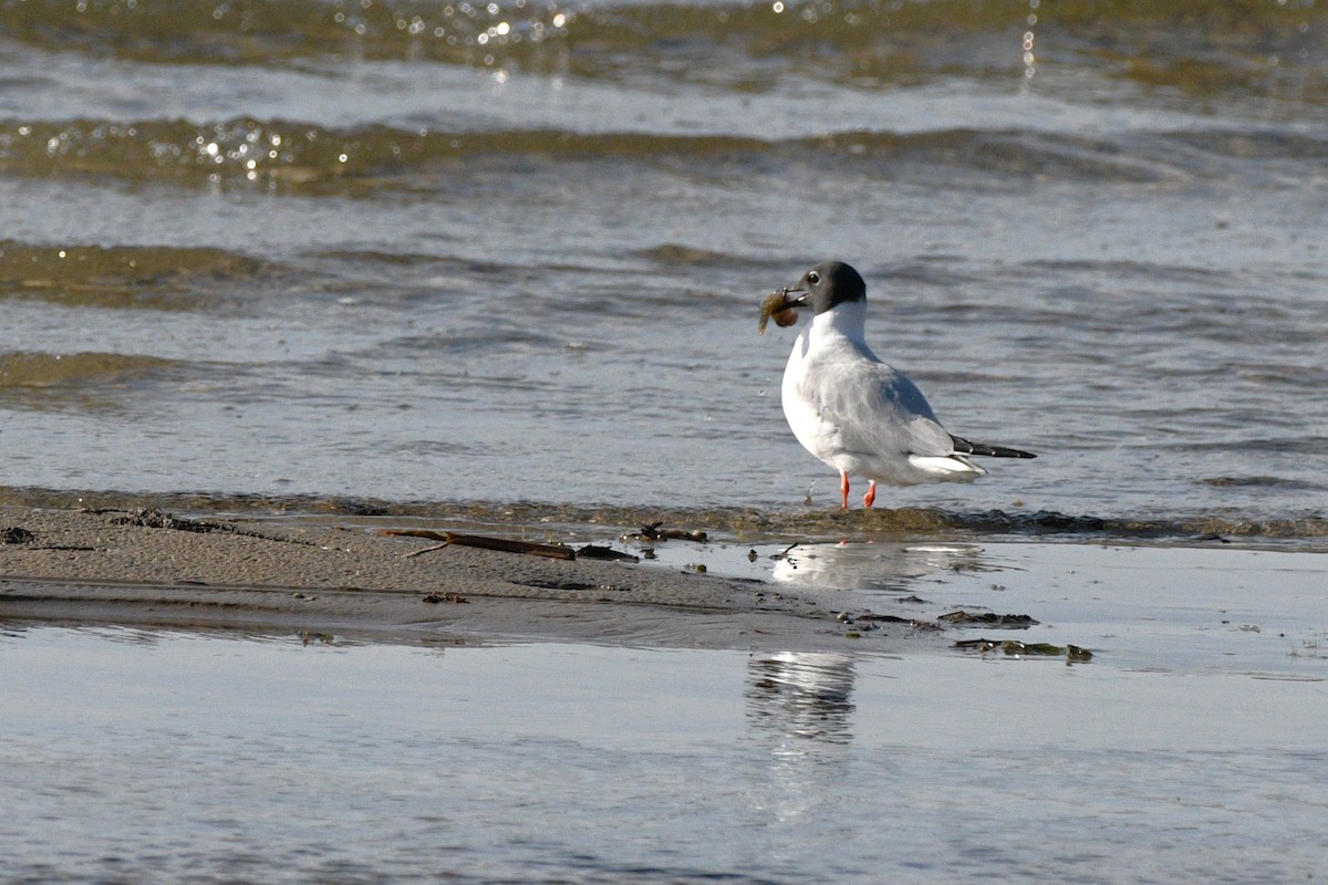 Bonaparte's Gull - ML618552669