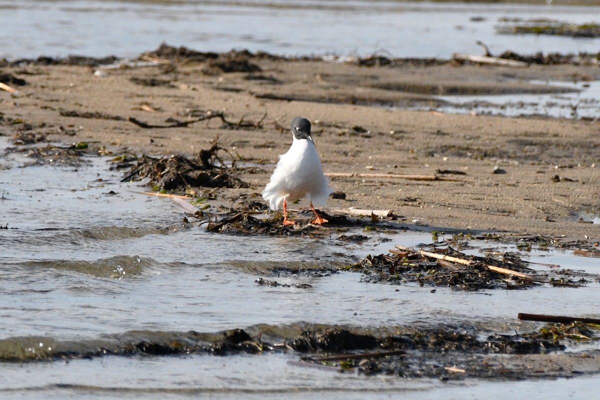 Bonaparte's Gull - ML618552670