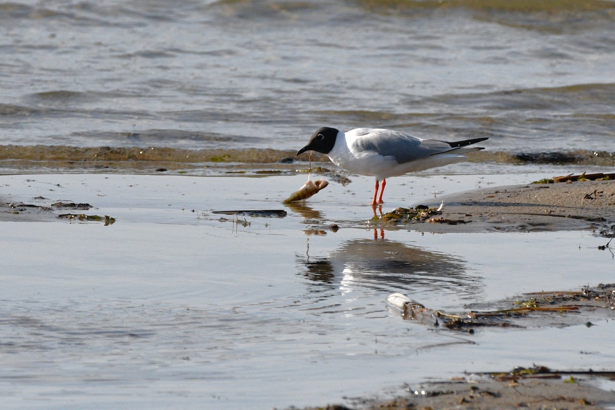 Bonaparte's Gull - ML618552671