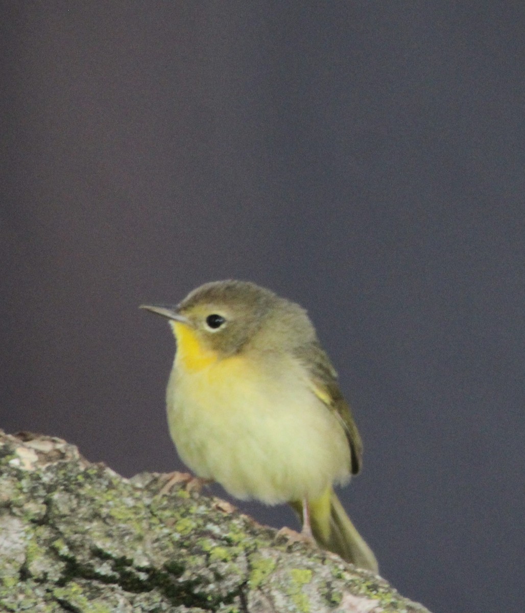 Common Yellowthroat - ML618552683