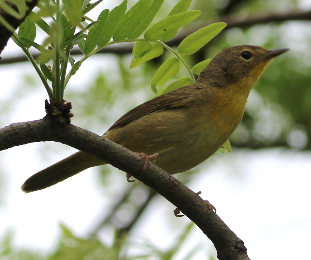 Common Yellowthroat - ML618552691