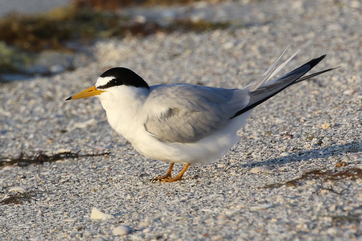 Least Tern - ML618552698