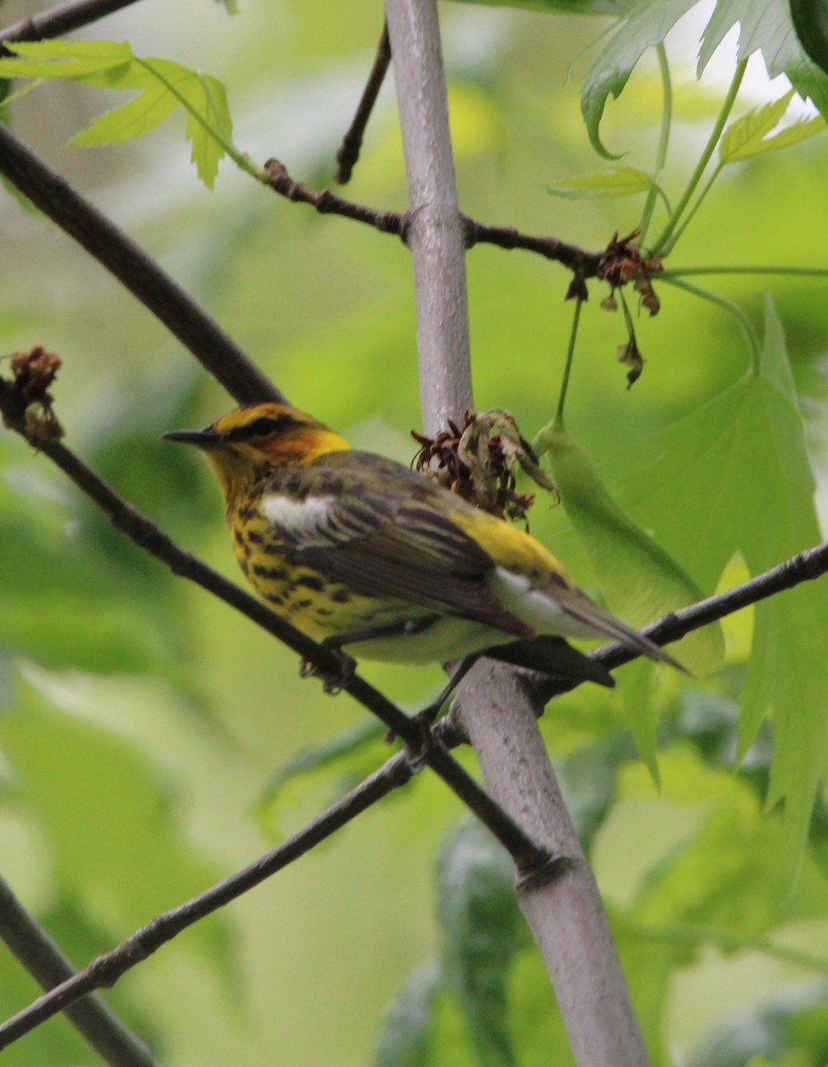 Cape May Warbler - ML618552704