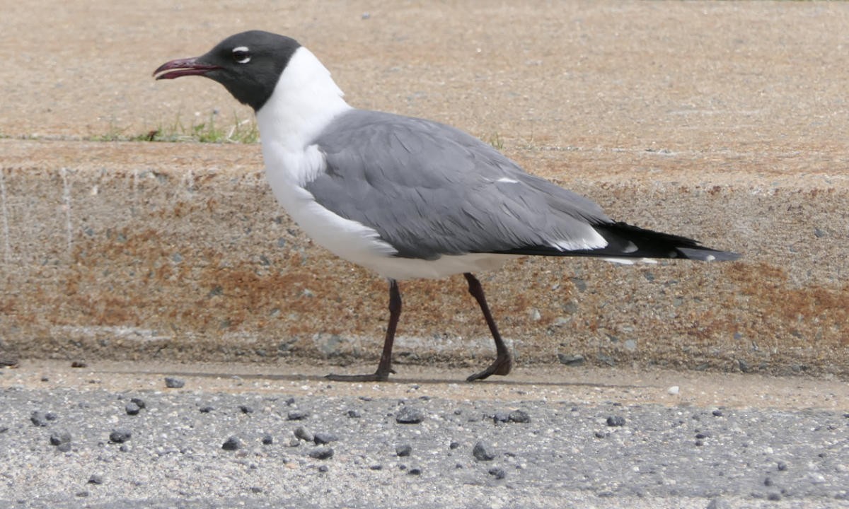 Laughing Gull - Sandra Dennis