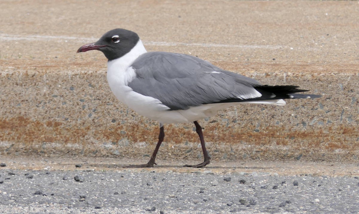 Laughing Gull - ML618552709