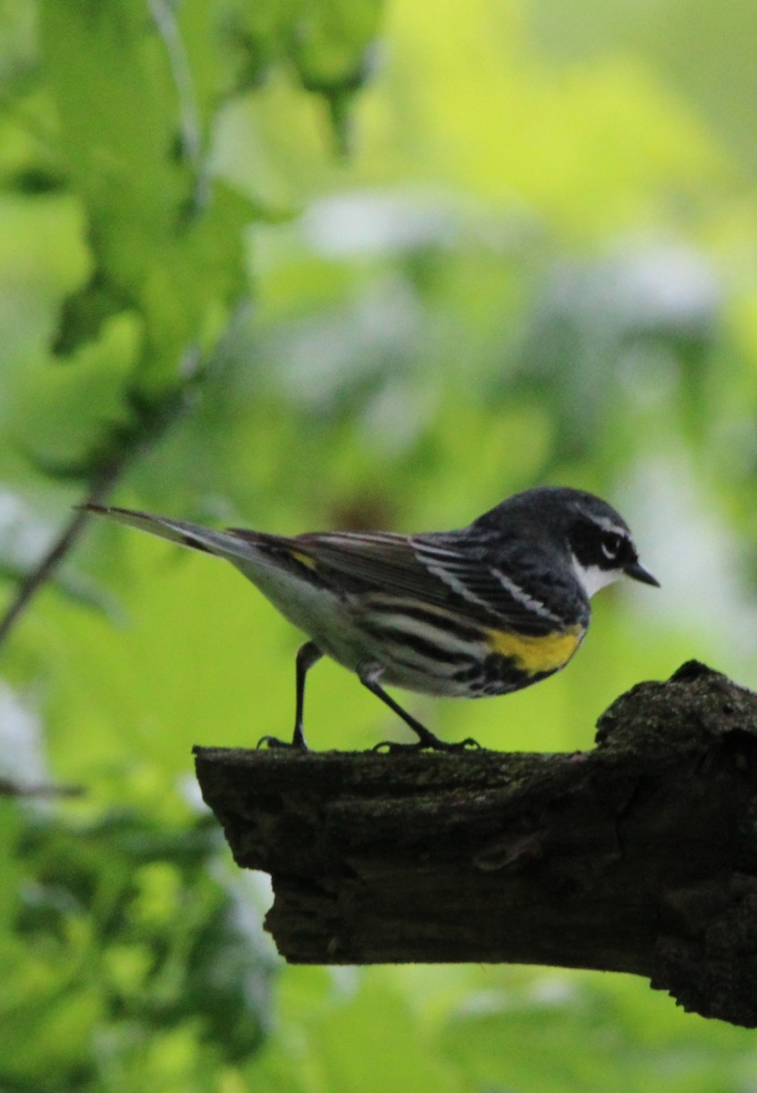 Yellow-rumped Warbler - NE Ohio Duck Tracker - JUDY   ( ')>