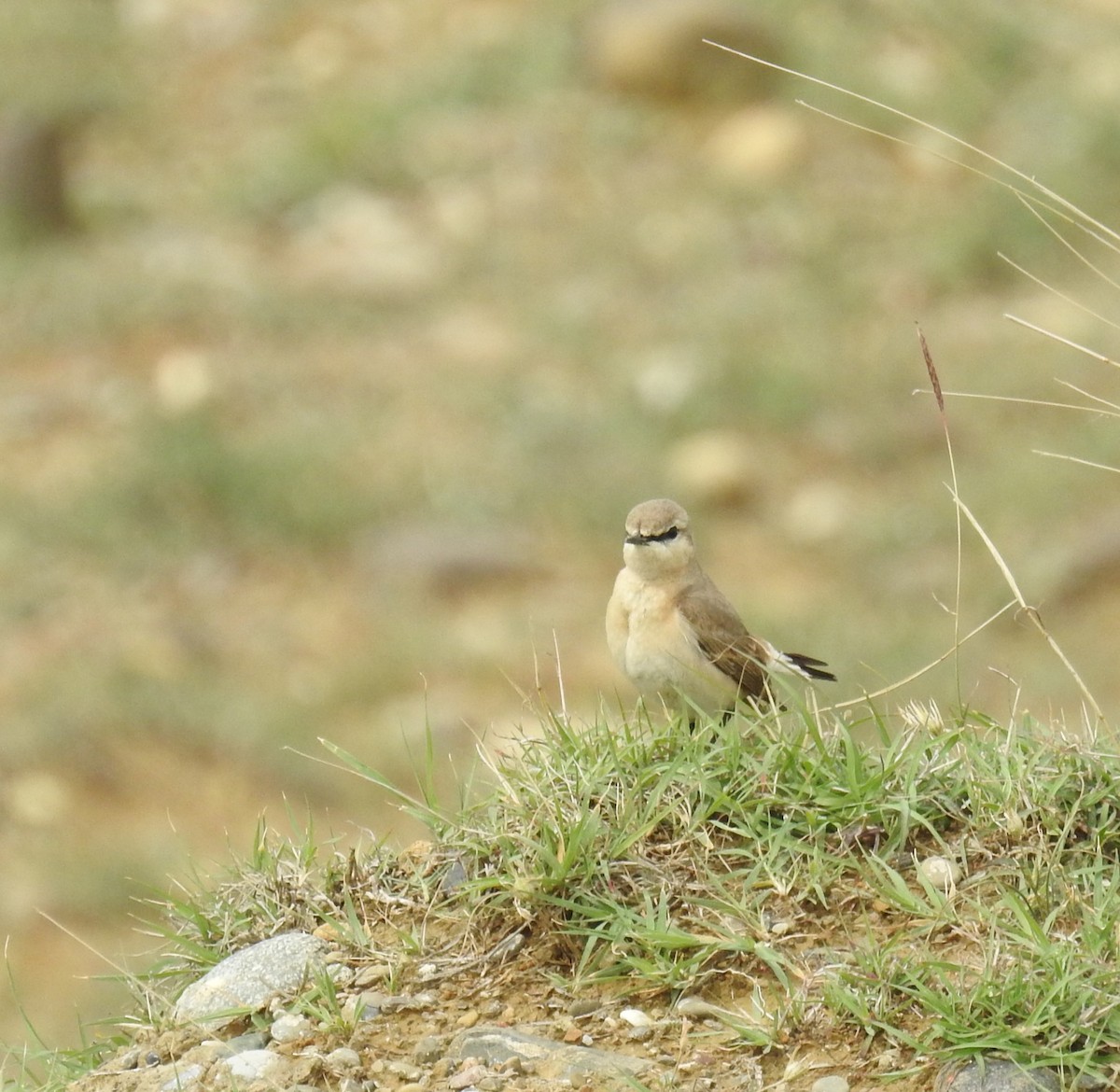 Isabelline Wheatear - ML618552751