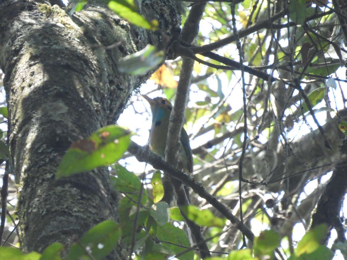 Blue-throated Motmot - Adlai Meneses