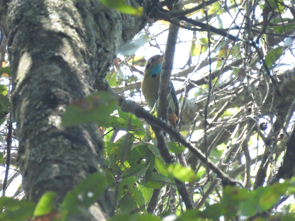 Blue-throated Motmot - Adlai Meneses