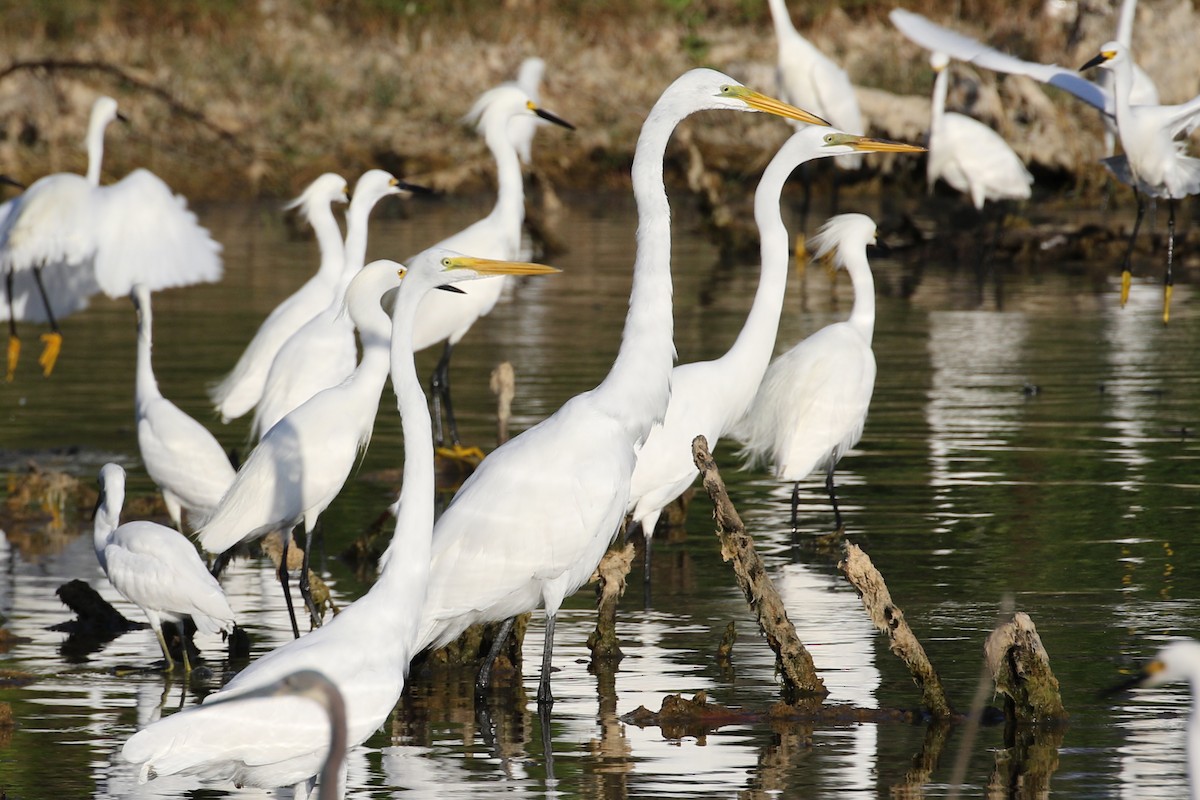 Great Egret - ML618552767