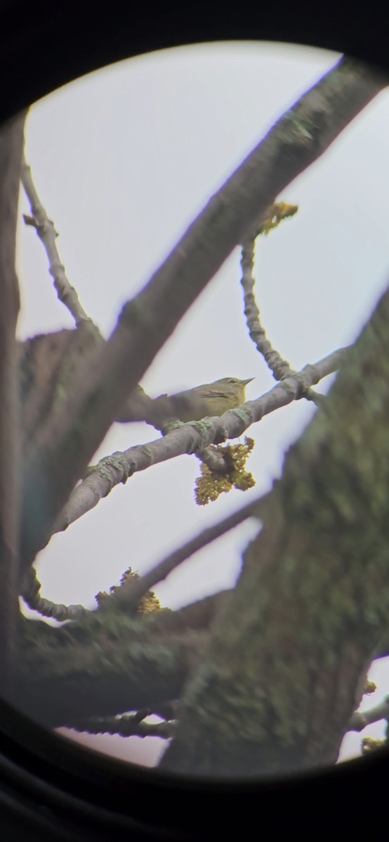 Orange-crowned Warbler - William Parenteau
