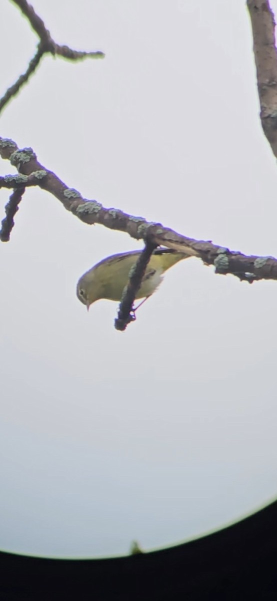 Orange-crowned Warbler - ML618552788