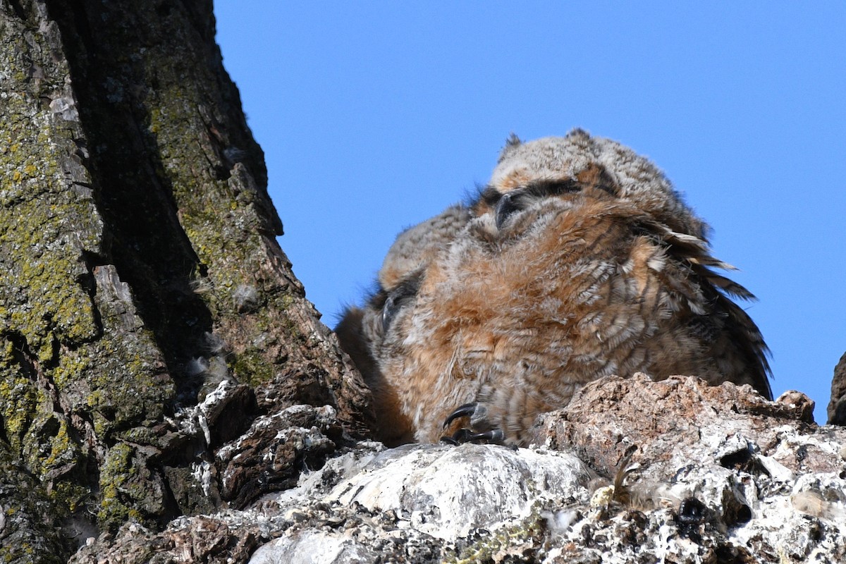 Great Horned Owl - Liz Harper