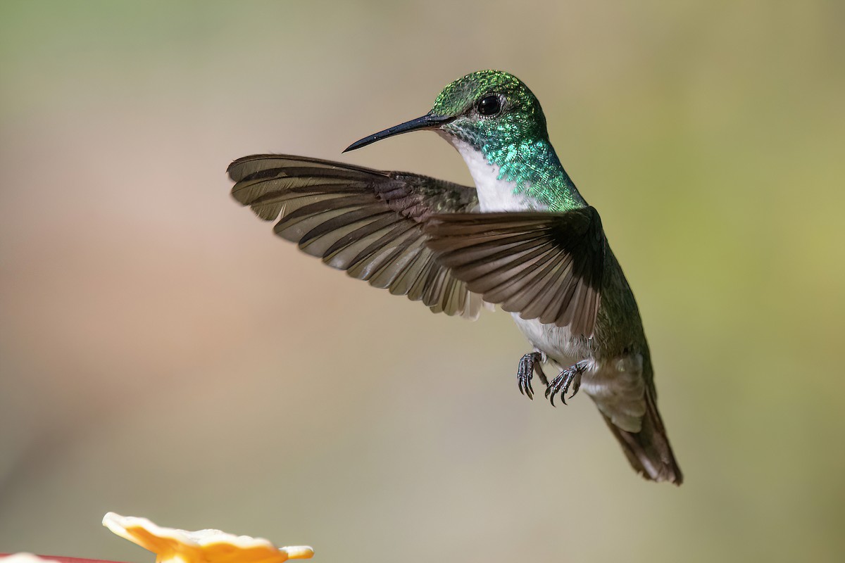 kolibřík pestrý [skupina versicolor] - ML618552847