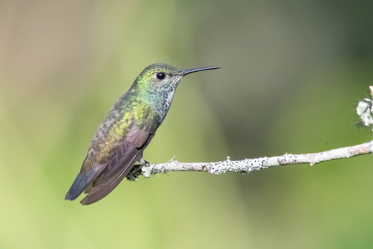 kolibřík pestrý [skupina versicolor] - ML618552848