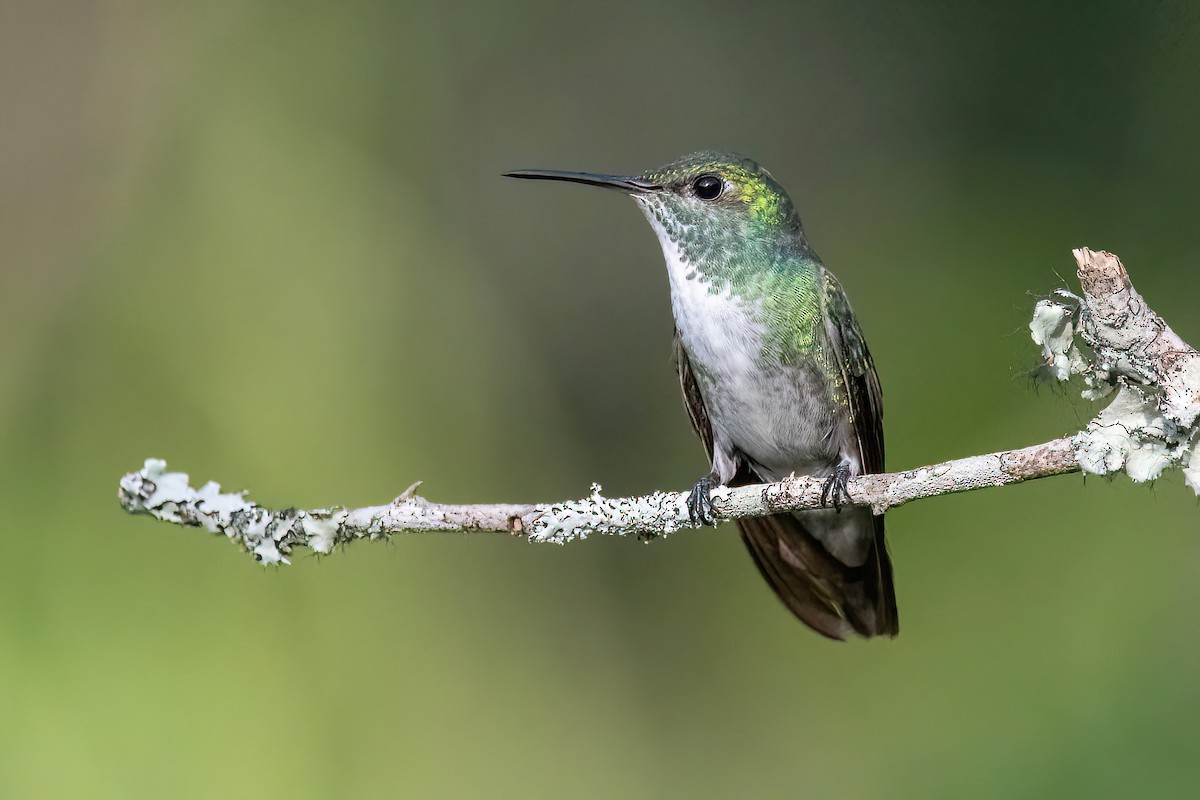kolibřík pestrý [skupina versicolor] - ML618552849