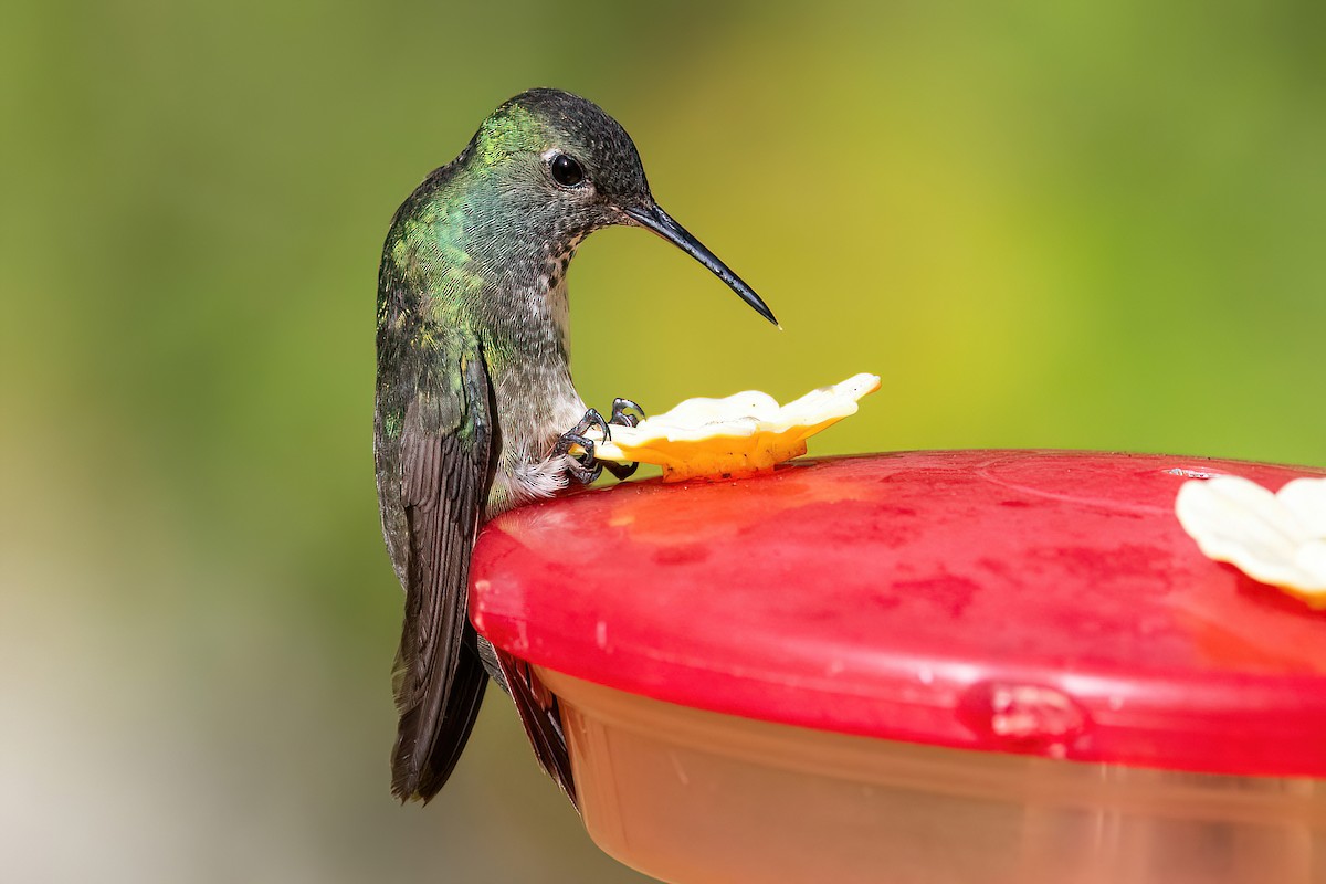 kolibřík pestrý [skupina versicolor] - ML618552850
