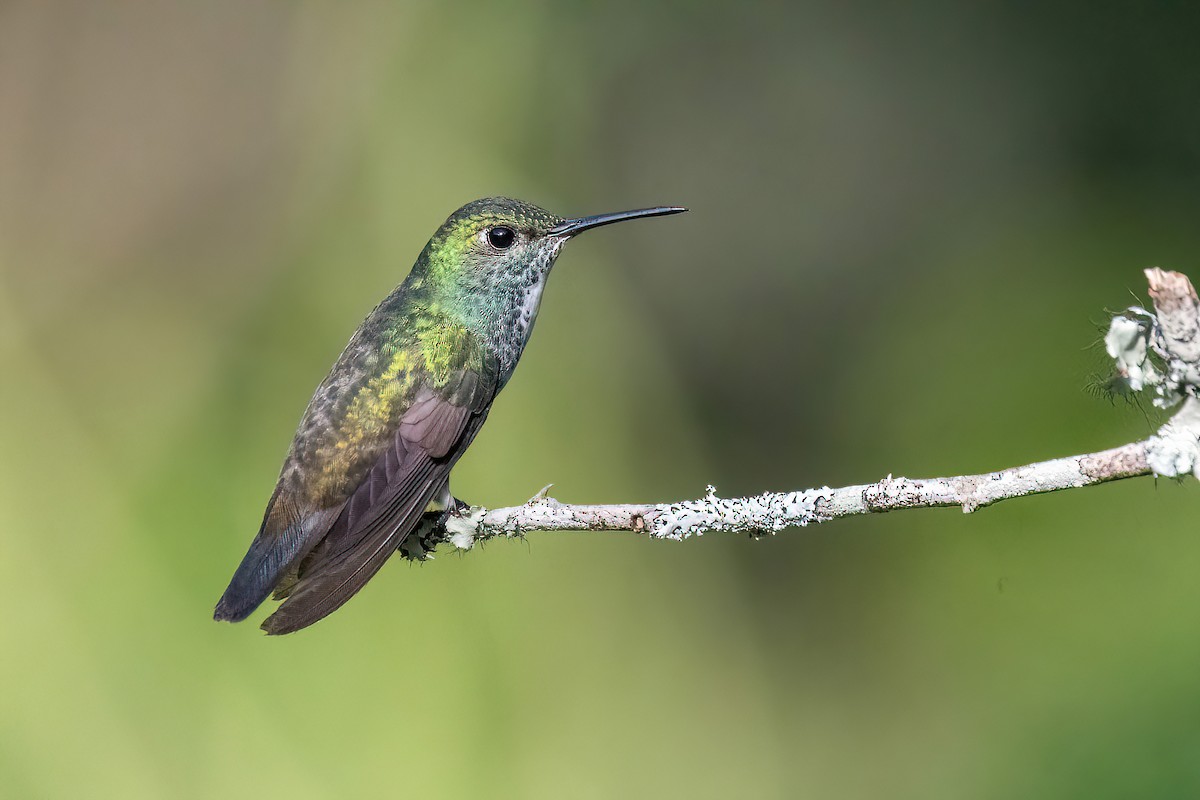 kolibřík pestrý [skupina versicolor] - ML618552851