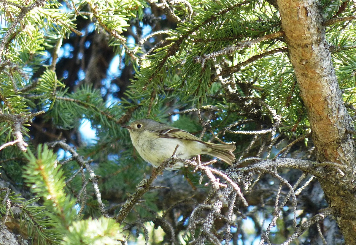 Ruby-crowned Kinglet - Diane Stinson