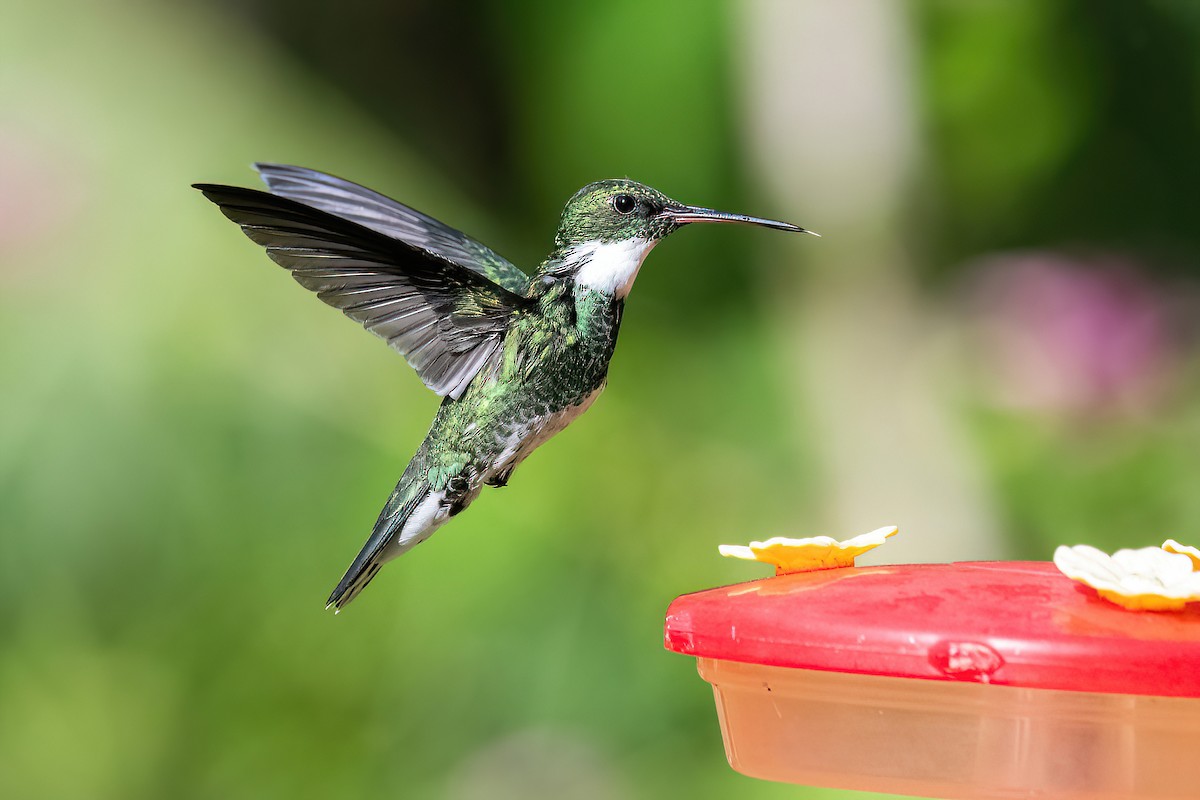 Colibri à gorge blanche - ML618552863