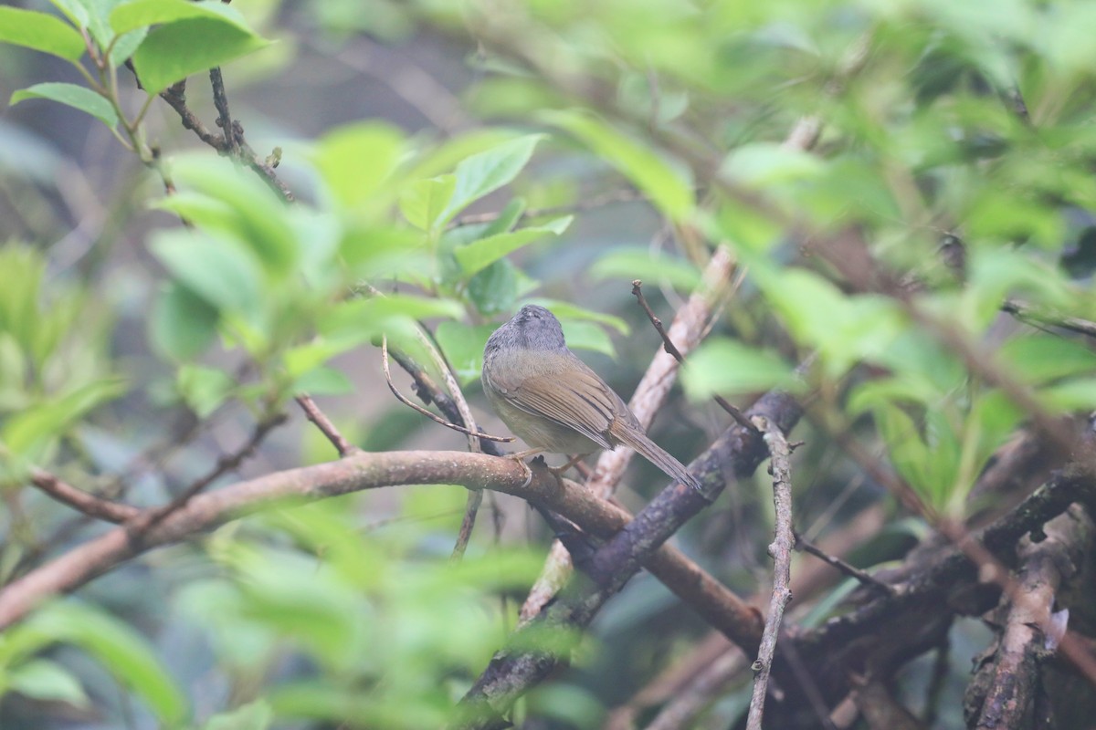 Huet's Fulvetta - ML618552866