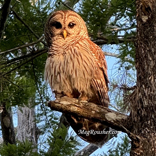 Barred Owl - ML618552870