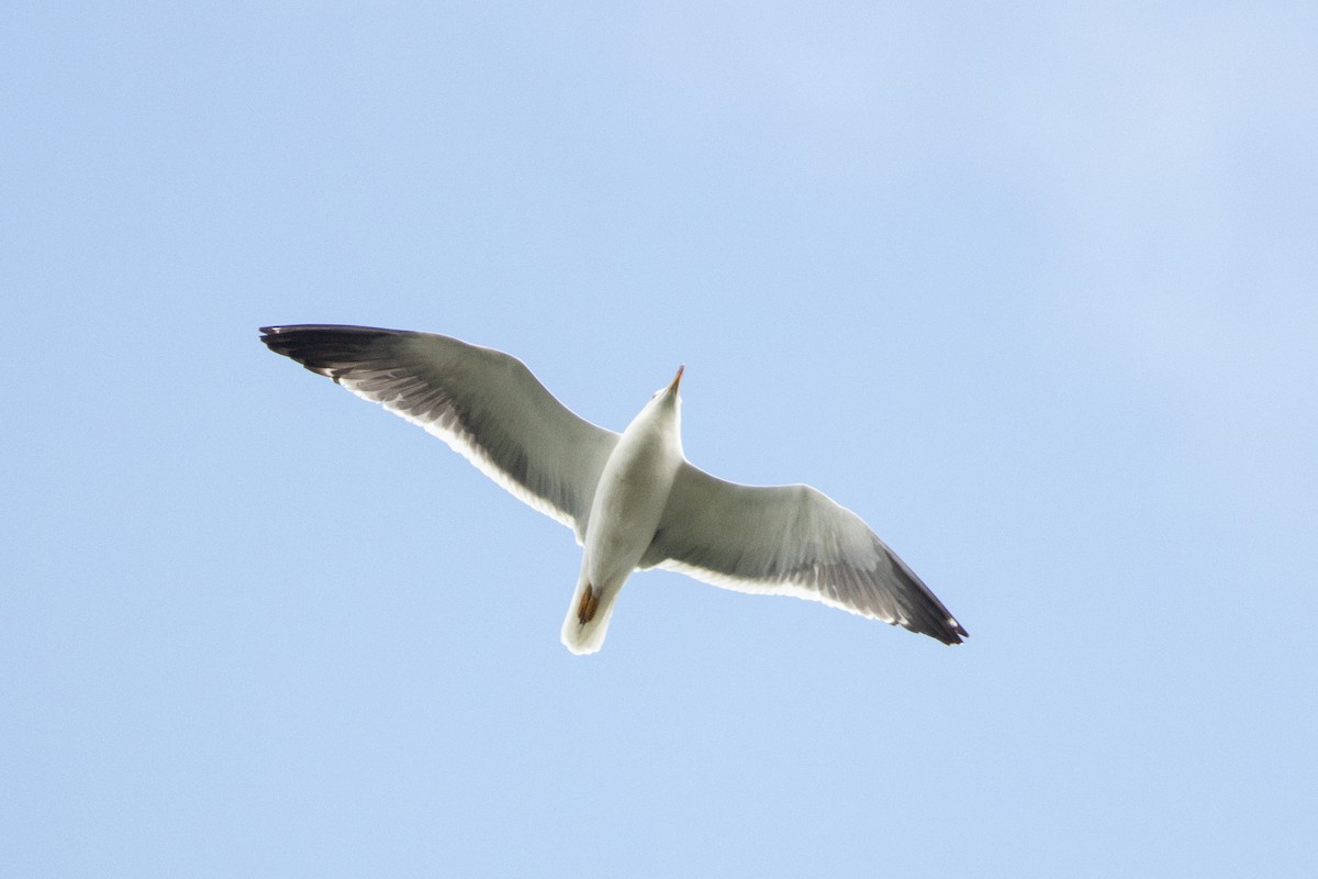 Lesser Black-backed Gull - ML618552886