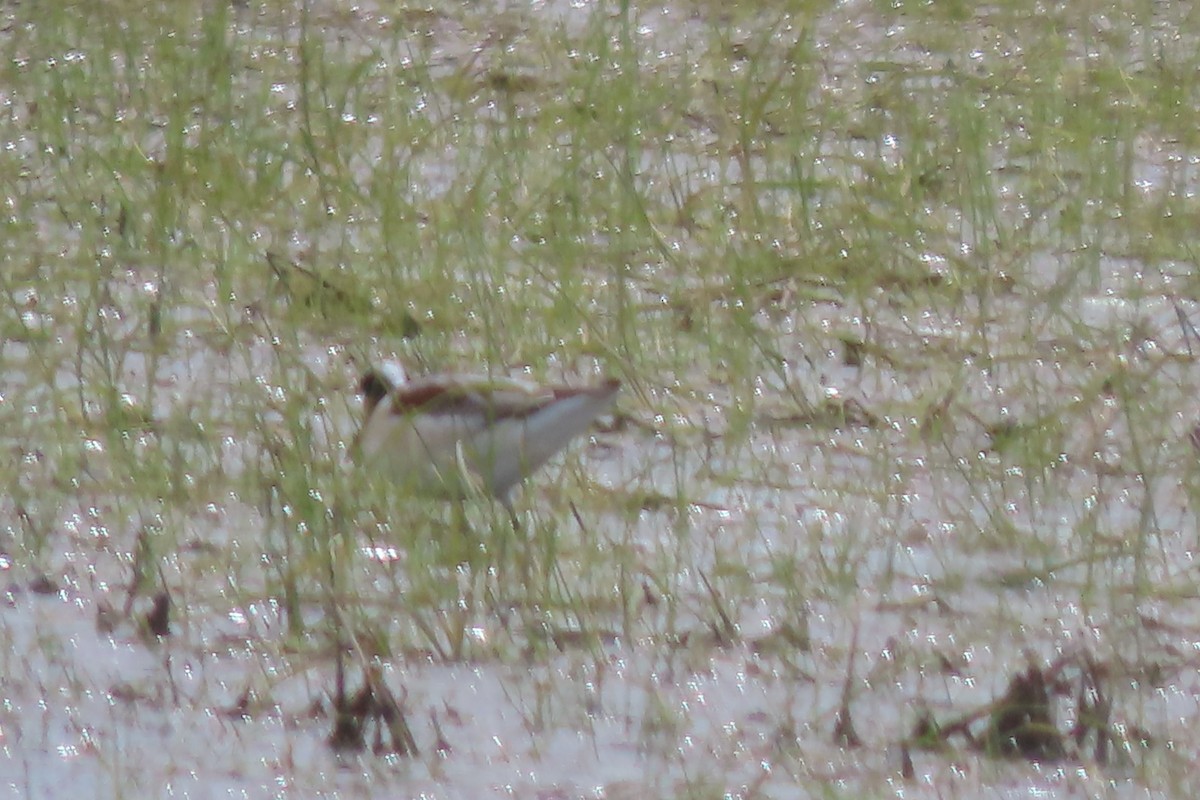 Wilson's Phalarope - ML618552892