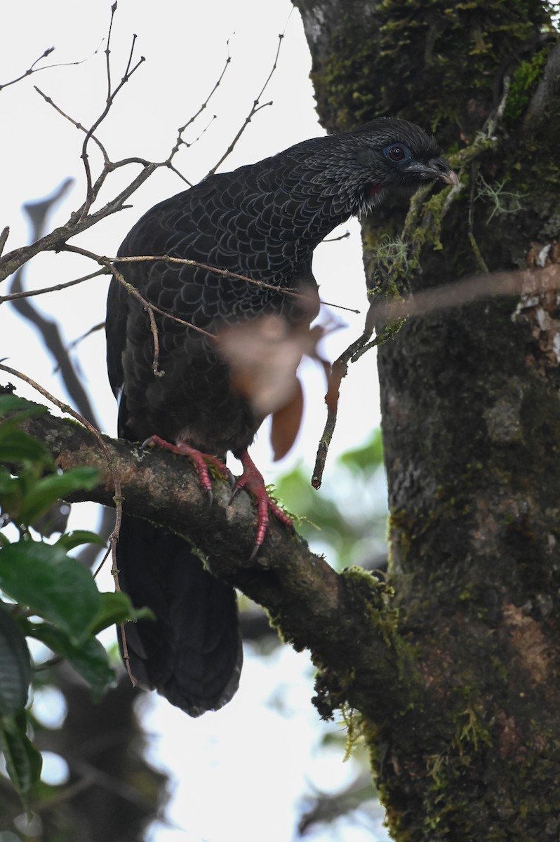 Andean Guan - Hannes Leonard