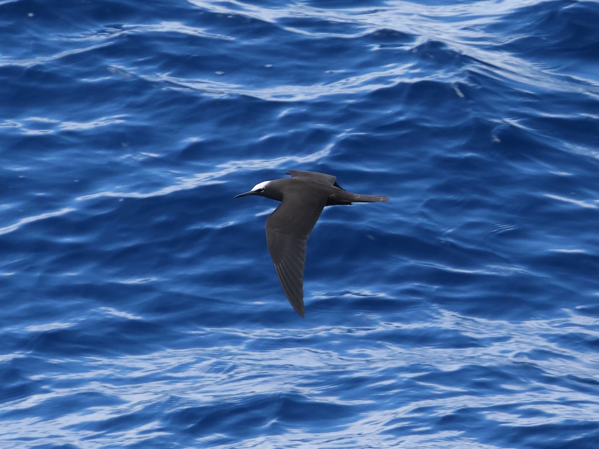 Black Noddy - Mark Newsome