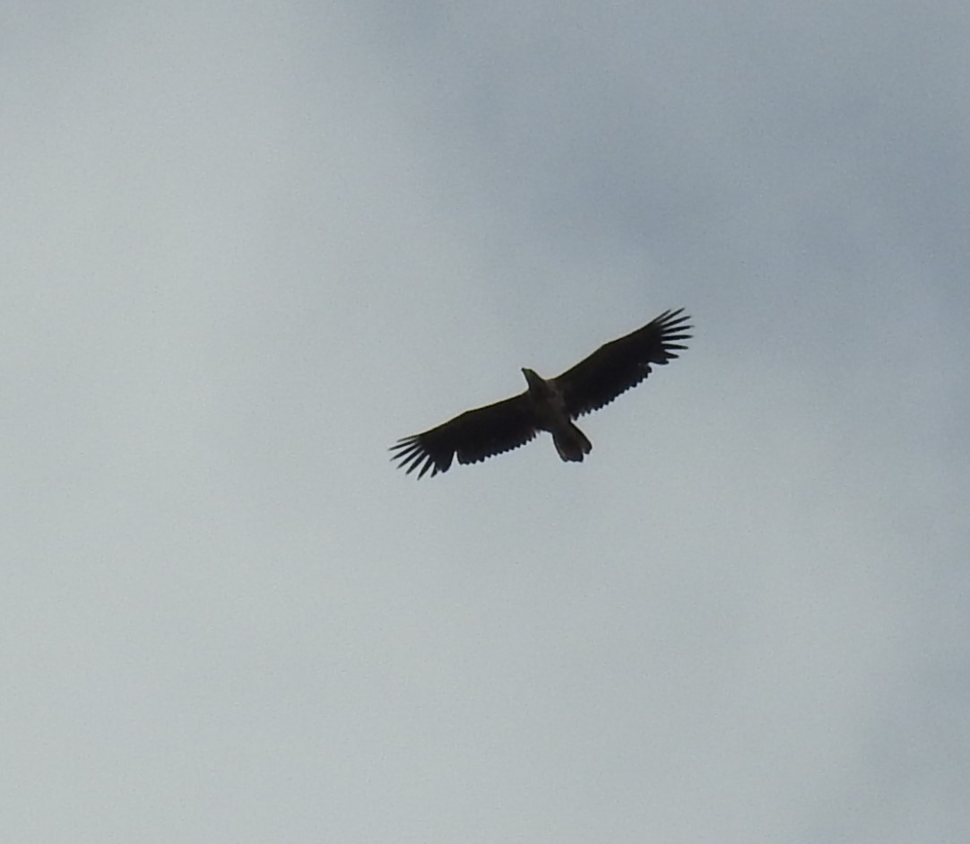 White-tailed Eagle - Denis Kitel