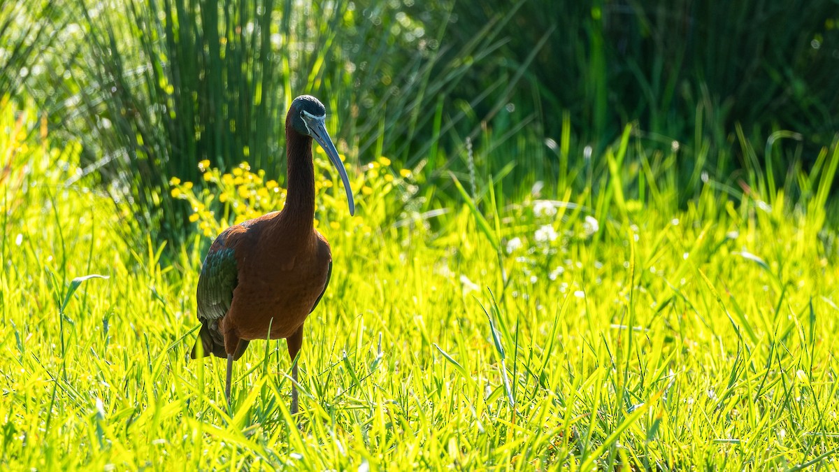 Glossy Ibis - ML618552959