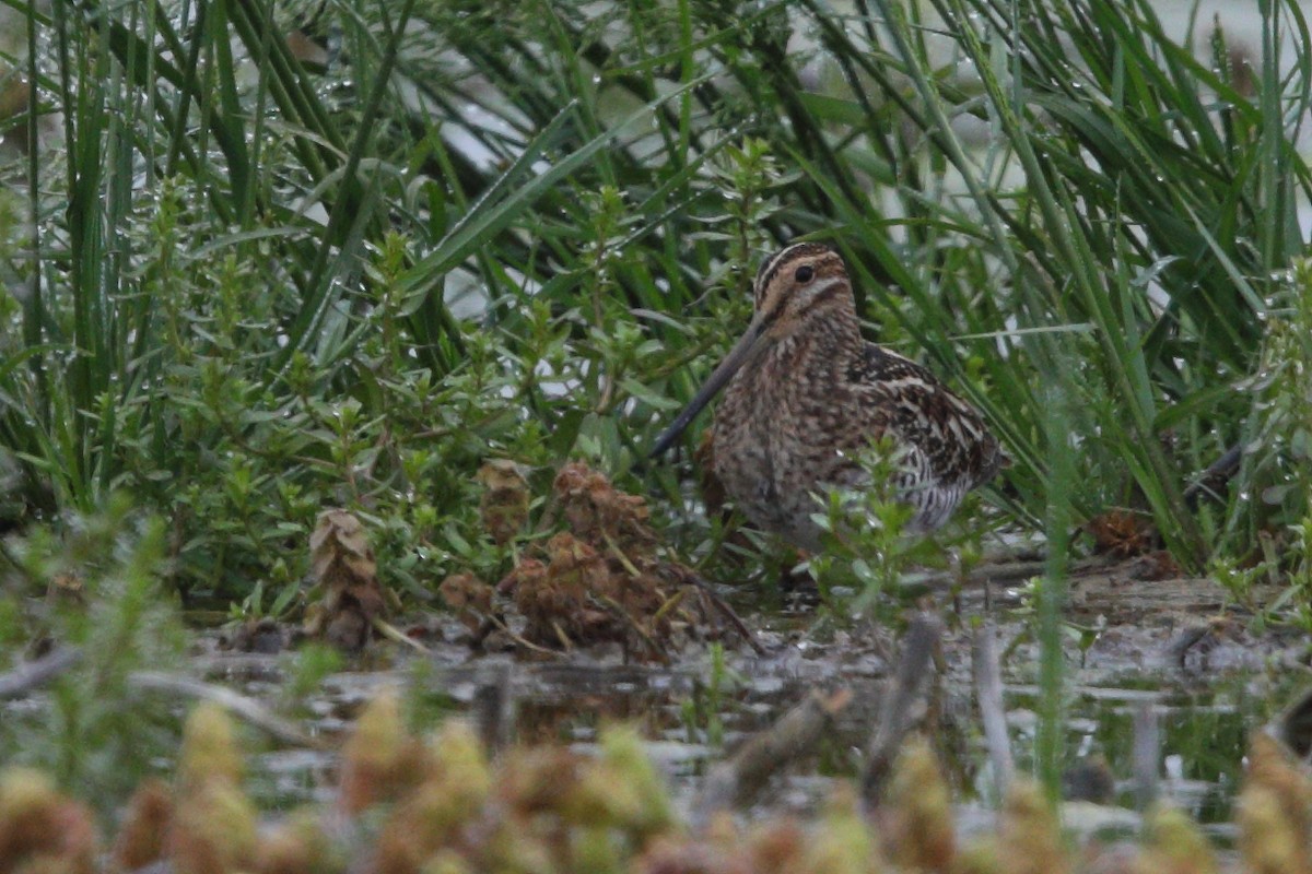 Wilson's Snipe - ML618552973