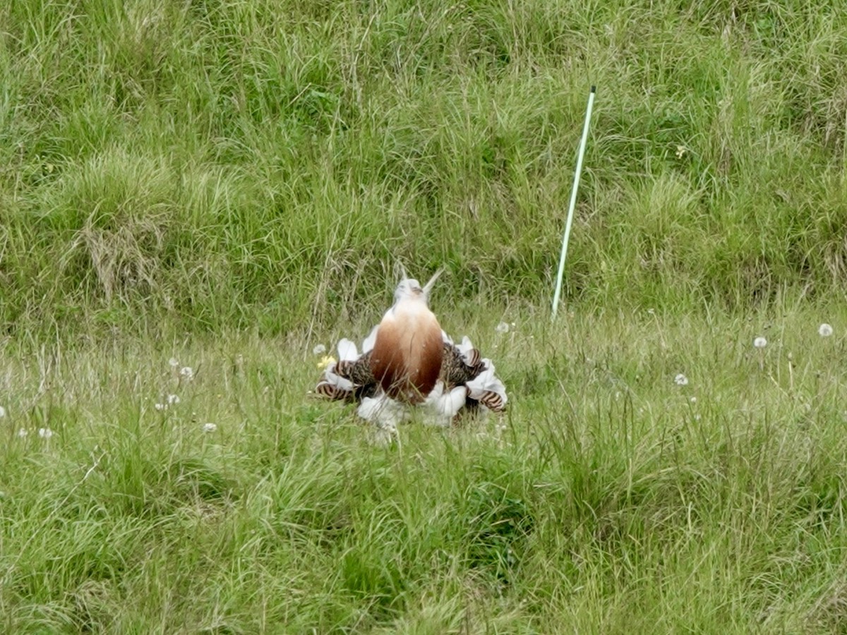 Great Bustard - Andy Ryde