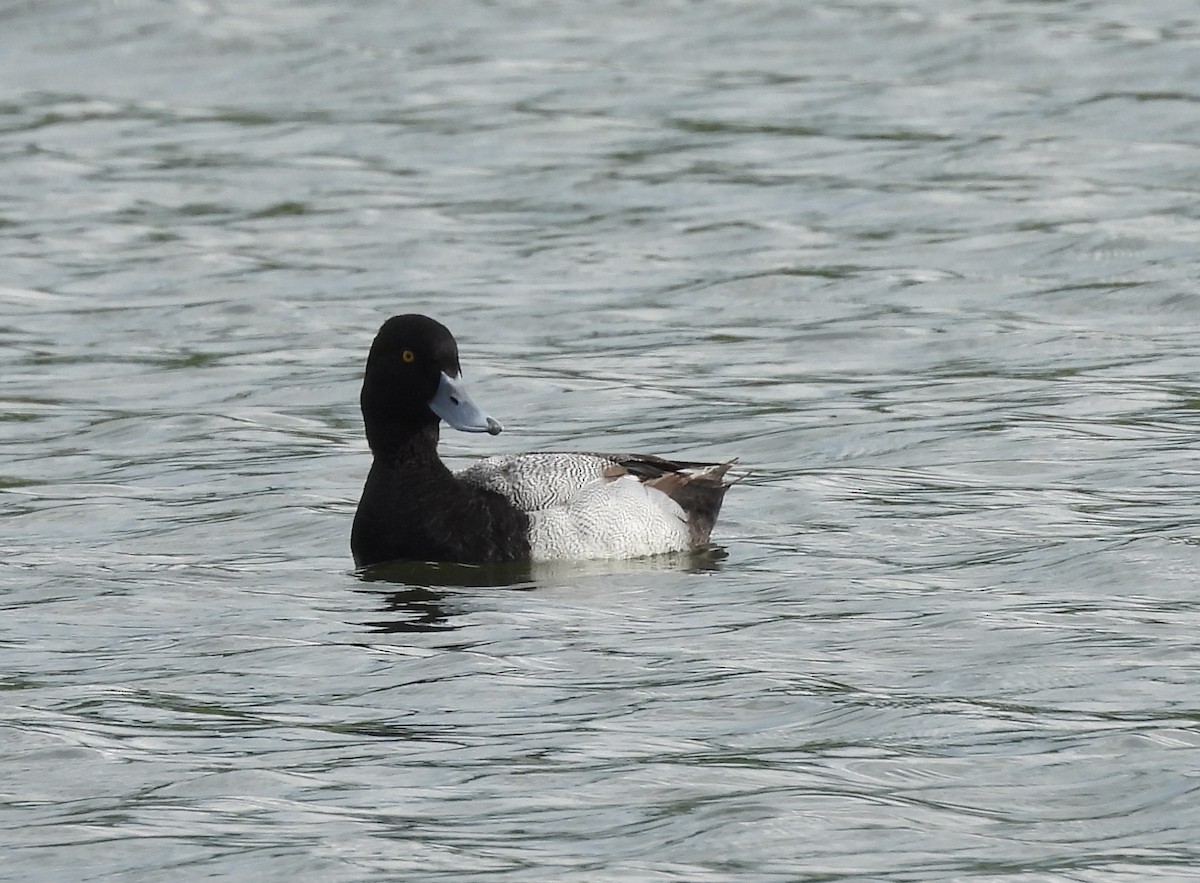 Lesser Scaup - Nancy Braun